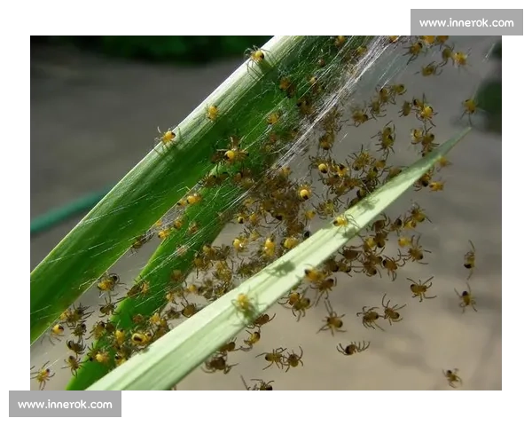 小蜘蛛的警示：世俱杯细节如丝，疏漏即失良机