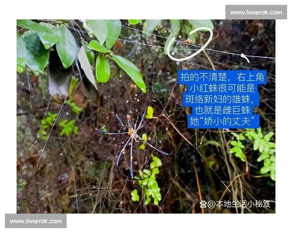 小蜘蛛的警示：世俱杯细节如丝，疏漏即失良机